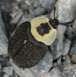 Necrophila americana American Carrion Beetle