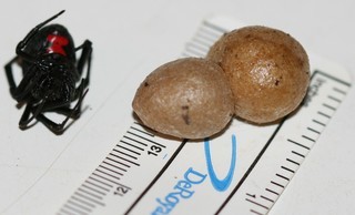 Latrodectus mactans female with egg sacs