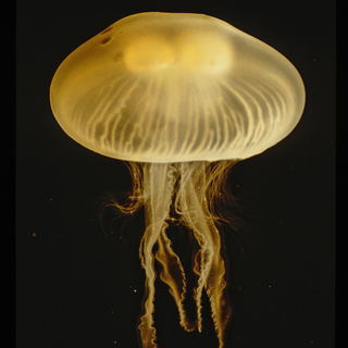 Cnidaria - Corals, Hydroids, Jellyfish, Sea anemones -- Discover Life mobile