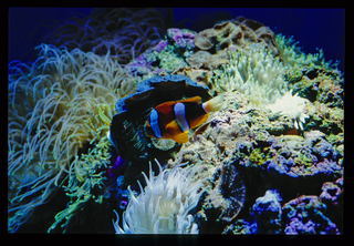 Clown fish and sea anemones