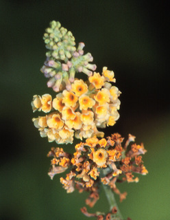 Buddleia davidii, flower