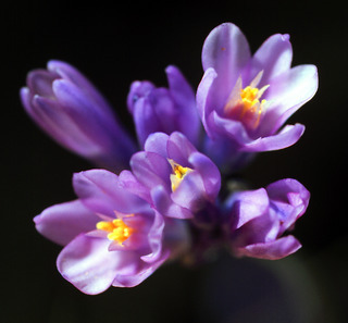 Dichelostemma capitatum, flowers