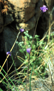 Dichelostemma capitatum, flowers and stalk