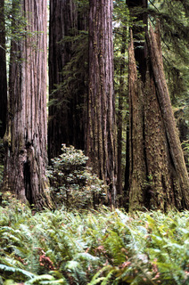 Sequoia, Redwood