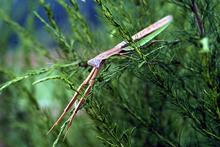 Tenodera aridifolia