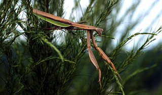 Tenodera aridifolia
