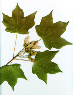 Acer leucoderme, leaves