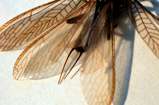 Plecoptera