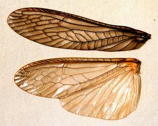 Plecoptera wings