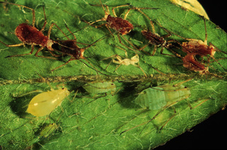 Acyrthosiphon pisum, aphids killed by Erynia neoaphidis fungi