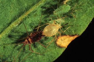 Acyrthosiphon pisum, aphids killed by Erynia neoaphidis fungi, with Aphidius smithi mummy