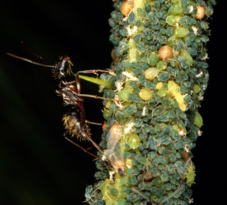 Camponotus chromaiodes, worker tending aphids in the genus Aphis