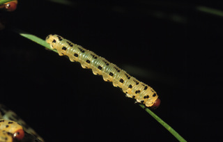 Neodiprion lecontei, larva