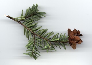 Tsuga caroliniana, branch bottom