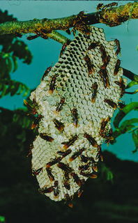 Polistes canadensis nest