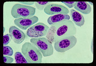 Plasmodium tropiduri, macro and micro gametocyte in Anolis limifrons red blood cells