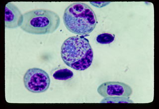 Plasmodium bali, schizont and macro gametocyte