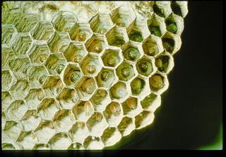 Polistes canadensis, brood showing eggs, larvae, and capped cells containing developing pupae