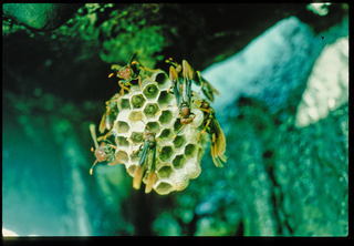 Polistes canadensis, mature nest