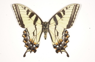 Papilio glaucus, bottom