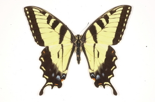 Papilio glaucus, top