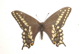 Papilio machaon, bottom