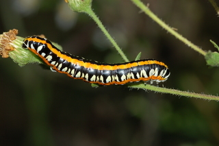 Cucullia alfarata, Camphorweed Cucullia Moth, larva