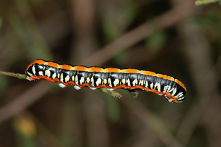 Cucullia alfarata, larva