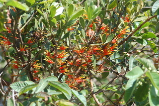 Psittacanthus schiedeanus