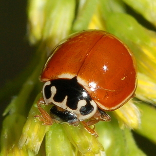 Cycloneda munda, Polished Lady Beetle