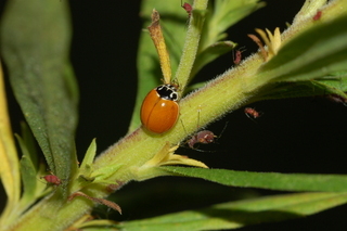 Cycloneda munda, eating aphid