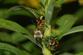 Euthyrhynchus floridanus, Florida Predatory Stink Bug, 2 adults feeding on bumblebee