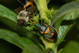 Euthyrhynchus floridanus, Florida Predatory Stink Bug, 2 adults feeding on bumblebee