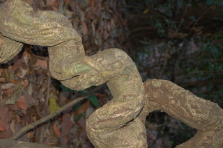 Bauhinia glabra, Monkey ladder vine