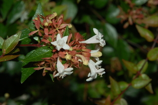 Abelia sp x grandiflora