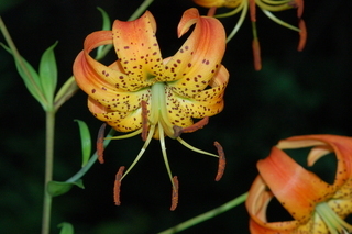 Lilium superbum, Turks-cap Lily