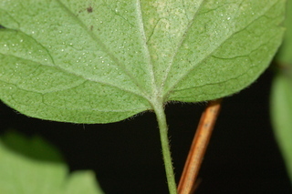 Ribes curvatum, leaf base