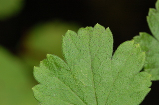 Ribes curvatum, leaf tip