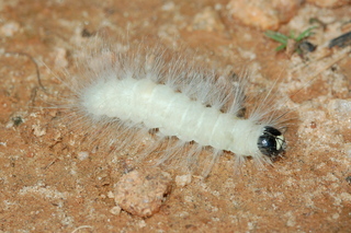 Charadra deridens, The Laugher, larva