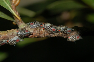 Platycotis vittatus, Oak Treehopper, nymphs