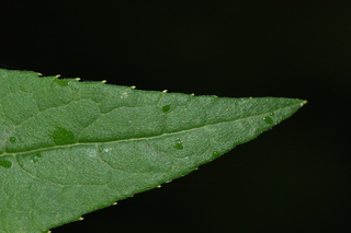 Vernonia altissima, Iron weed