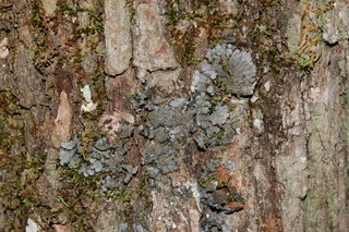Coccocarpia palmicola