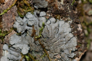 Coccocarpia palmicola