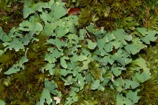 Cladonia apodocarpa