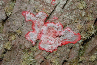 Herpothallon rubrocinctum