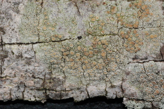 Vouauxiella lichenicola, attacking Lecanora louisianae lichen