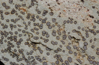Porpidia albocaerulescens