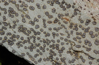 Porpidia albocaerulescens