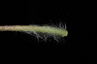 Anemone acutiloba