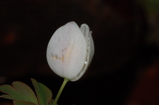 Enemion biternatum, Eastern false rue anemone